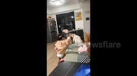 Toddler's adorable 'fight' with cat as they gently punch each other