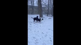 Playful Pups Romp Through Fresh Snow in Indianapolis’ Snowiest December Start in 35 Years