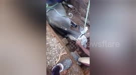 Mother cow stuck in septic tank is rescued in India