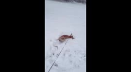 Dog joyfully plays in deep snow in Louisville, Kentucky, USA