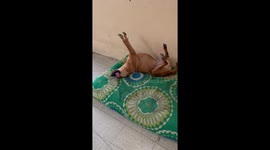 Dog sleeps in a funny position in Valencia, Carabobo, Venezuela