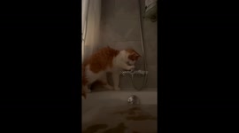 Curious cat repeatedly falls into bathtub in St. Petersburg, Russia