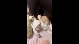 Cat gently massages sleeping dog in Chungju, South Korea