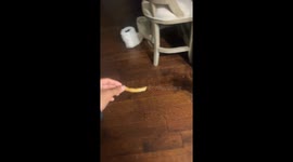 Toddler chases dog for a fry in Shreveport, USA