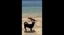 Dog plays a crawling prank in Guimaras Island, Philippines