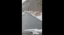 Two leucistic deer spotted crossing road in Elmira, New York, USA
