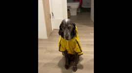 Dog reacts adorably to new raincoat in Madrid, Spain