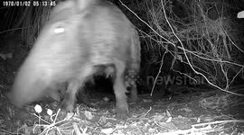 Families of wild boars meet in the woodland, including fathers, nursing mothers, and piglets of various ages and sizes, as captured by a trail camera