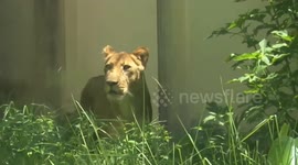 Brazil: What will happen to the lioness that killed a young man at a zoo in Brazil?