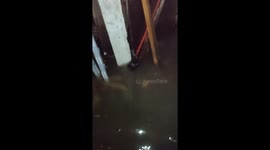 Newborn puppies rescued from flooded home