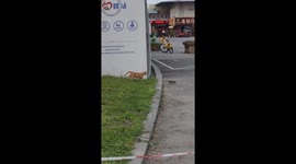 Cat seen chasing rat around parking area before pest jumps onto terrified onlookers