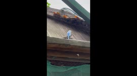 Budgie hitches a ride on turtledove's back