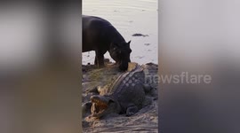 Heart-stopping standoff as hippo squares up to giant crocodile at watering hole