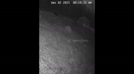 Security camera captures 'gremlin-like' creature moving through US homeowner's backyward