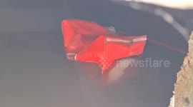 Monitor lizard seen carrying away corpse of abandoned newborn baby