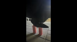 A Crushing Defeat by Soda Cans