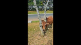 Teamwork Makes the Dream Work