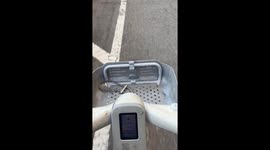 Turkeys in the Bike Lane