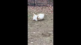 Funny Pup Does Somersaults During Tail Chasing