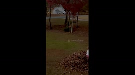 Taking a Leafy Plunge in the Zoomies Zone