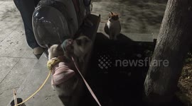 Feline Follows Commands Perfectly