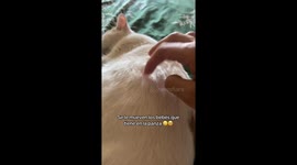 Baby Kittens Move Around in Mother's Womb