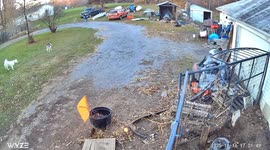 Huskys Try to Make Friends With a Deer