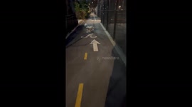 Friendly Toy Poodle Just Wanted to Make Friends