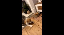 Doris the beagle steals Christmas pinecone decoration and then trick shots it back into bowl.