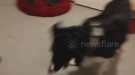 funny border collie dog runs around after ball during the afternoon