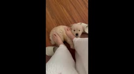 Unusual Puppy Massage