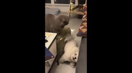 Cat vs Dog Fight