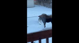 Playful Dog Tries to Befriend Moose