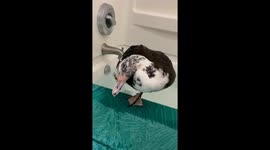 Duck Having A Blast In The Bath