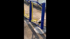 Gym Buddy Asleep on Duty