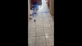 Little Bulldog Makes a Big Blue Mess
