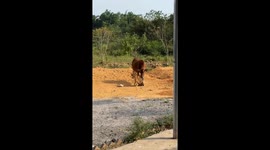 Unlikely Grooming Partner