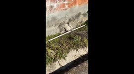 Cat's Defiant Standoff