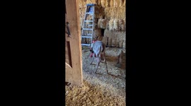 Deer Takes Advantage Of Chicken Feed Buffet