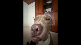 Trying to Adjust My Dog's Lips