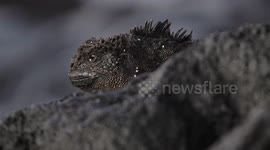 Ecuador: World Moves To Protect Endangered Galapagos Iguanas