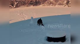 US: K9 Officer Placed On Leave After Ripping Off Snowman’s Arm