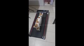 Cat on Walking Pad