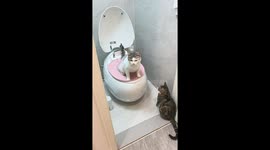 Two well-trained cats take turns using household toilet in Liaoning, China