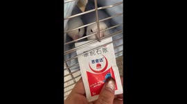 Parrot opens small square sachet with its beak in Beijing, China