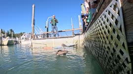 AMAZING Slow Motion of Florida Man Getting Hand SWALLOWED By Tarpon at Florida Key's Robbie's Marina!