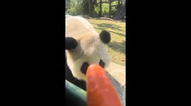 Large panda enjoys carrot in Hubei, China