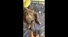 Cat shows funny conditioned reflex while sleeping in Beijing, China