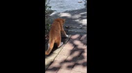 Cat startled by snake during tense encounter in Lombok, Indonesia