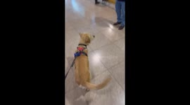 Dog excitedly reunites with owner at airport in Barcelona, Spain
